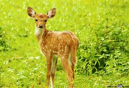 Image result for Enfield Animal