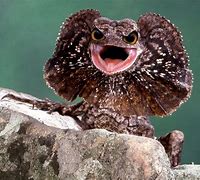 Image result for Lizard with Big Eyes