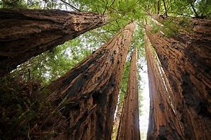 Image result for Coastal Redwood Forest
