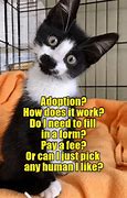 Image result for Adopted Cats From Hell Memes
