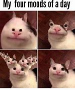Image result for Beluga Cat Picture Meme