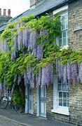 Image result for Climbing Wisteria Vines