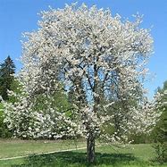 Image result for Prunus avium Merchant