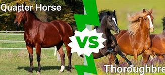Image result for Quarter Horse vs Thoroughbred