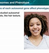 Image result for Phenotype