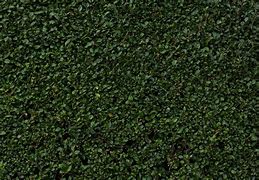 Image result for Dark Hedge Texture