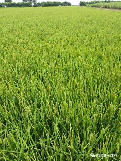 2024年黑龙江水稻推广品种