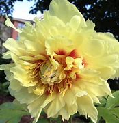 Image result for Paeonia itoh Prairie Charm