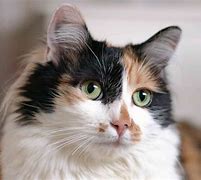 Image result for Calico Cat Coat