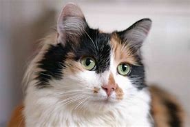 Image result for Calico Tiger Cat