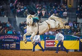 Image result for Bucking Horse Drawing