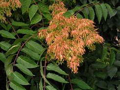 Image result for Ailanthus altissima