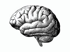 Image result for Brain Scan Black and White