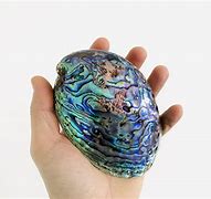 Image result for Coquillage Nacre