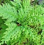 Image result for Arborvitae Fern