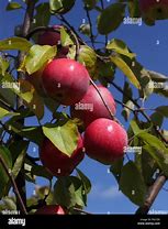 Image result for Pink Barnsby Apple