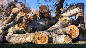 Image result for Wood Sculpture and Plant