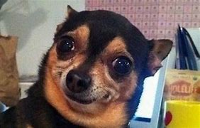 Image result for Fat Chihuahua Meme