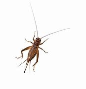 Image result for Copper Roof Cricket