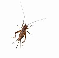 Image result for Crickets Chirping