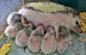 Image result for Hedgehog Giving Birth