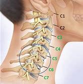 Image result for Cervical Spine Numbers