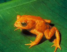 Image result for Frog 62 Orange