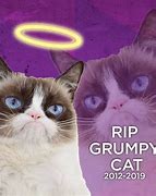 Image result for Grumpy Cat Memes for Kids