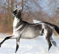Image result for Rarest Horse Breed