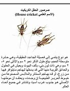 Image result for House Cricket
