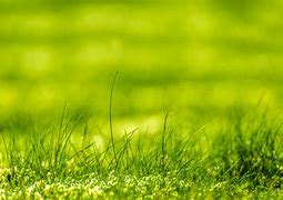 Image result for Green