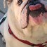 Image result for Show-Me Dog's Tongue