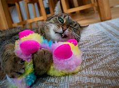 Image result for Cat Playing Catnip Toys