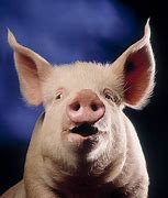 Image result for Pig Looking at Camera Meme