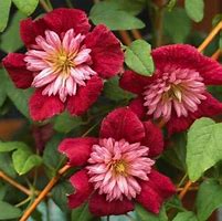 Image result for Clematis Seeds Perennial