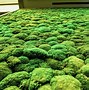 Image result for Preserved Moss Wall with Foliage