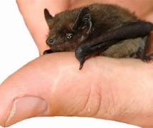 Image result for Actual Size Bumblebee Bat