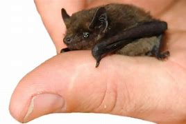 Image result for Bumblebee Bat Smallest Mammal