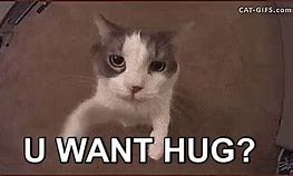 Image result for Jumping Cat Hug Meme