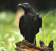 Image result for Raven Bird Symbolism