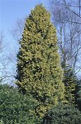 Image result for Juniperus Chinensis Aurea