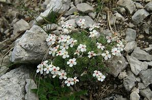 Image result for Androsace villosa ssp. taurica