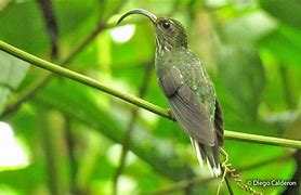 Image result for Eutoxeres Trochilidae