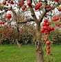 Image result for Beautiful Fruit Trees