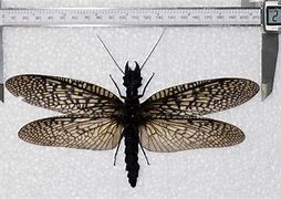 Image result for World's Largest Flying Insect