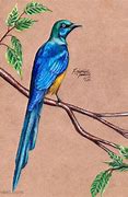 Image result for Beautiful Bird Drawings