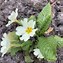 Image result for Primula Wockei