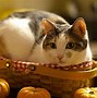Image result for Thanksgiving Cat Love