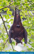 Image result for Cute Bat Hanging Upside Down