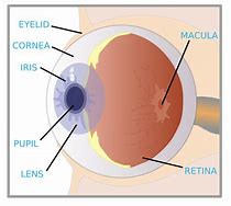 Image result for Retina Clip Art